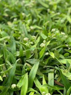 Beijing Grass (Murdannia Loriformis) 6 Beijing Grass (Murdannia Loriformis) -Hot Sale Sow Exotic Store IMG 8630