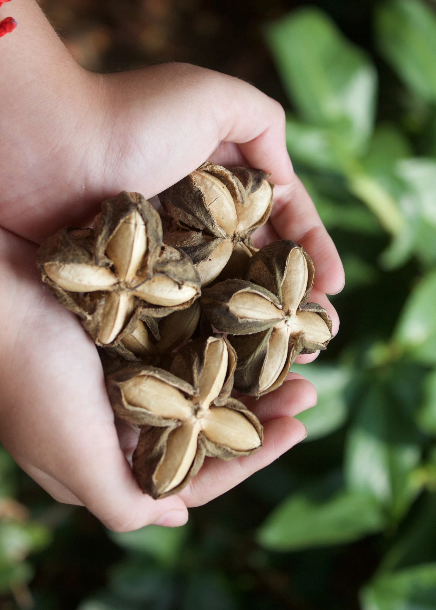 Inca Peanut (Plukenetia Volubilis) 1 Inca Peanut (Plukenetia Volubilis)