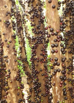 Jabuticaba (Plinia Cauliflora) -Hot Sale Sow Exotic Store Jabuticabafruittreeforsalesowexotic