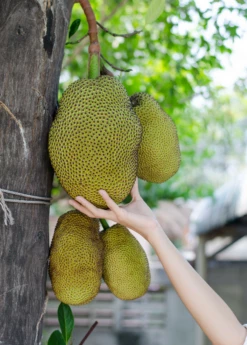 Jackfruit Seedling (Artocarpus Heterophyllus) 5 Jackfruit Seedling (Artocarpus Heterophyllus) -Hot Sale Sow Exotic Store Jackfruit hanging on the tree f8c516a5 f4dc 421f beab b6e62fa2b59c