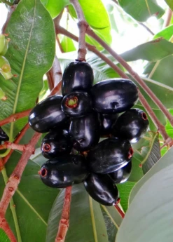 Jamun (Syzygium Cumini) -Hot Sale Sow Exotic Store JamunTreesforsale SowExotic.com