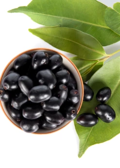 Jamun (Syzygium Cumini) -Hot Sale Sow Exotic Store JamunTreesforsale SowExotic.com 1