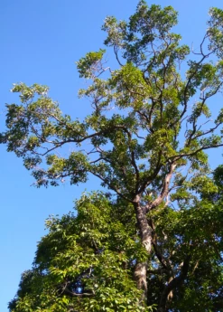 Jamun (Syzygium Cumini) -Hot Sale Sow Exotic Store JamunTreesforsale SowExotic.com 2