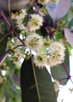 Jamun (Syzygium Cumini) -Hot Sale Sow Exotic Store JamunTreesforsale SowExotic.com 6