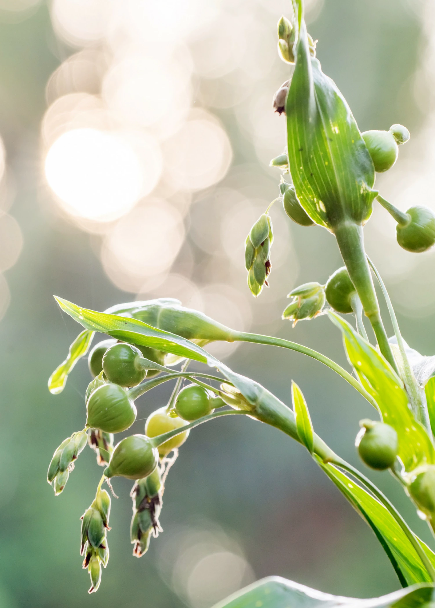 Job's Tears (Coix Lacryma-jobi) 3 Job's Tears (Coix Lacryma-jobi) - Image 3