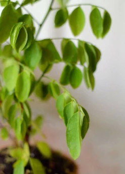 Katuk (Sauropus Androgynus) -Hot Sale Sow Exotic Store Katuk Sauropus androgynus Sow Exotic 2