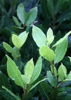 Bay Leaf, Bay Laurel (Laurus Nobilis) -Hot Sale Sow Exotic Store Laurus nobilis bay leaf bay laurel page 5