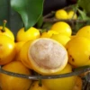 Lemon Drop Mangosteen (Garcinia Intermedia)