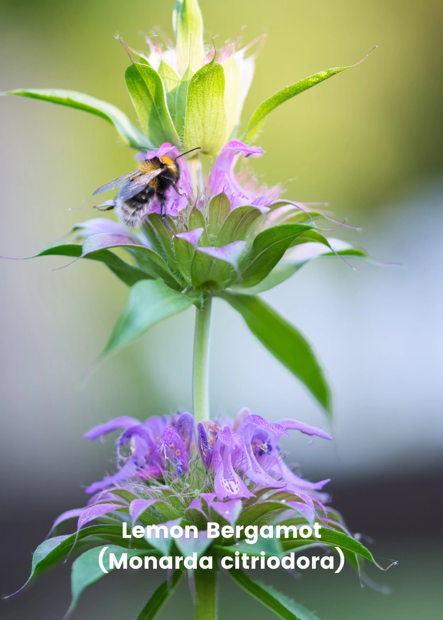 Bergamot Bundle: 'Lemon' & 'Sweet Leaf' Bergamot Plants 2 Bergamot Bundle: 'Lemon' & 'Sweet Leaf' Bergamot Plants - Image 2