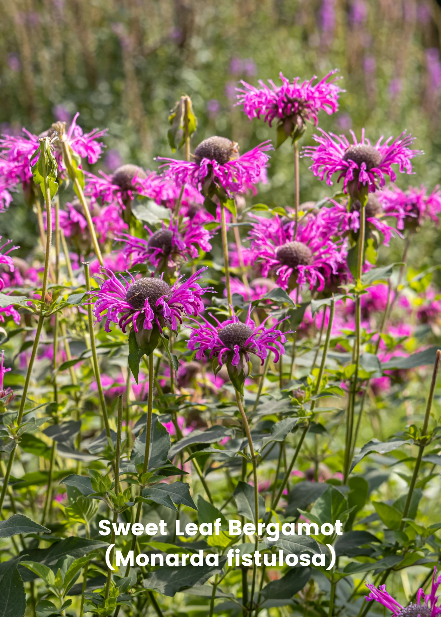 Bergamot Bundle: 'Lemon' & 'Sweet Leaf' Bergamot Plants 1 Bergamot Bundle: 'Lemon' & 'Sweet Leaf' Bergamot Plants