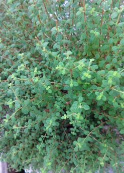 Jamaican Oregano (Lippia Micromera) 6 Jamaican Oregano (Lippia Micromera) -Hot Sale Sow Exotic Store Lippia micromera shrub