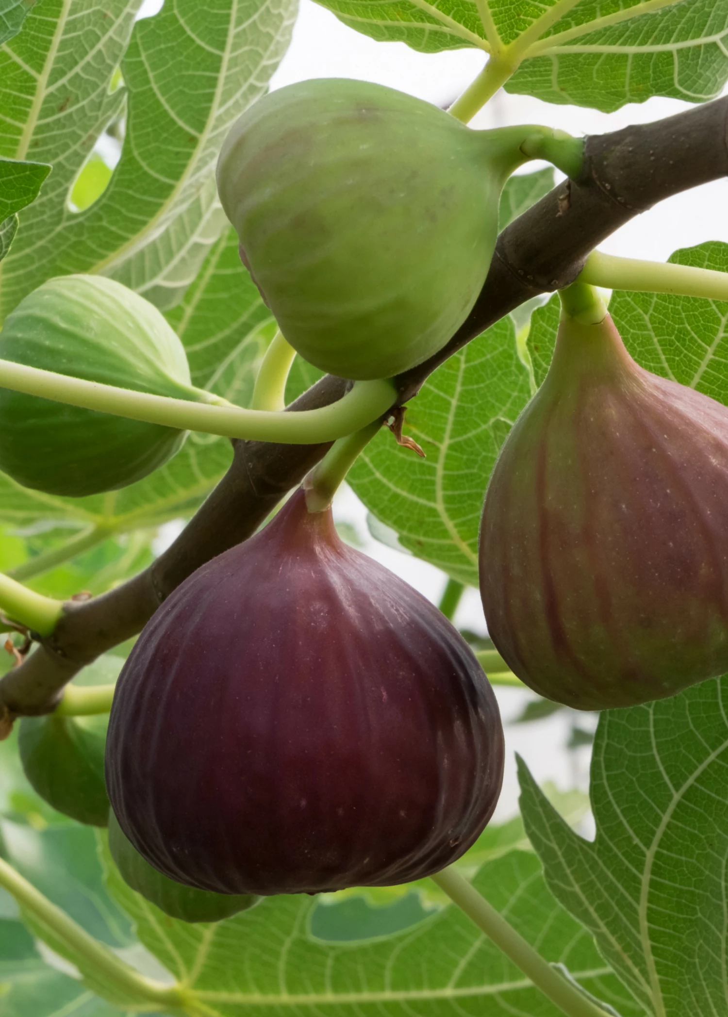 Fig 'Little Ruby' (Ficus Carica) 1 Fig 'Little Ruby' (Ficus Carica)