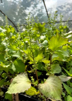 Korean Perilla (Perilla Frutescens) -Hot Sale Sow Exotic Store LiveKoreanPerillaPlantSowExotic 1