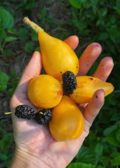 Loquat 'Christmas' (Eriobotrya Japonica) -Hot Sale Sow Exotic Store Loquat Fruit Live Plant for sale Sow Exotic acc60edf 21fa 4c9e b3bb 189c46214105