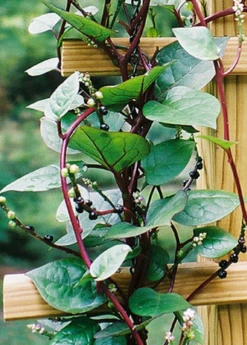Malabar Spinach (Basella Alba) -Hot Sale Sow Exotic Store Malabar Spinach Basella alba
