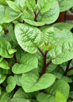 Malabar Spinach (Basella Alba) -Hot Sale Sow Exotic Store Malabar Spinach Basella alba 2