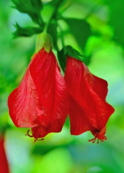 Turk's Cap (Malvaviscus Arboreus) -Hot Sale Sow Exotic Store Malvaviscusarboreus turkscapedibleflowersowexotic