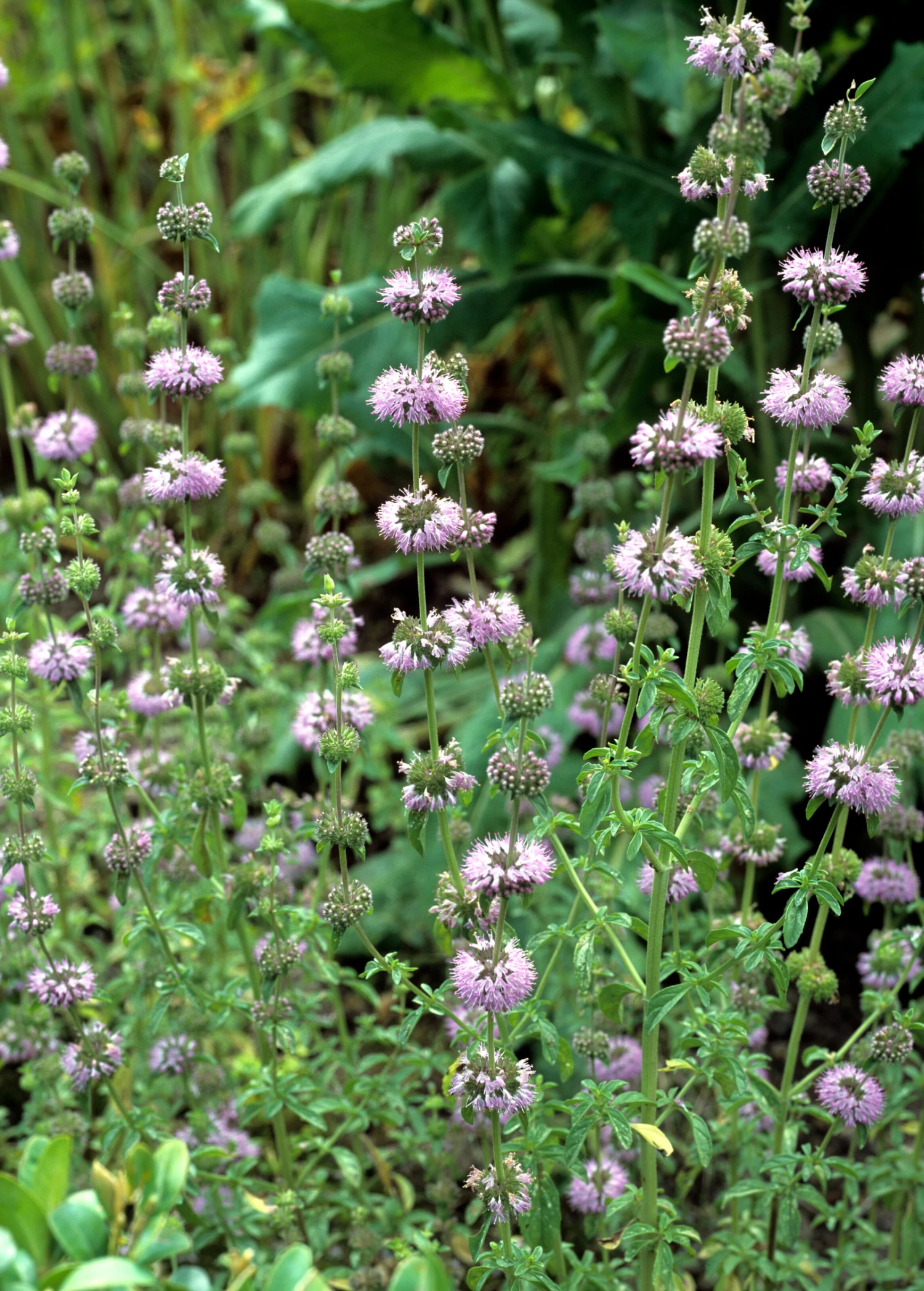 Pennyroyal (Mentha Pulegium) 1 Pennyroyal (Mentha Pulegium)