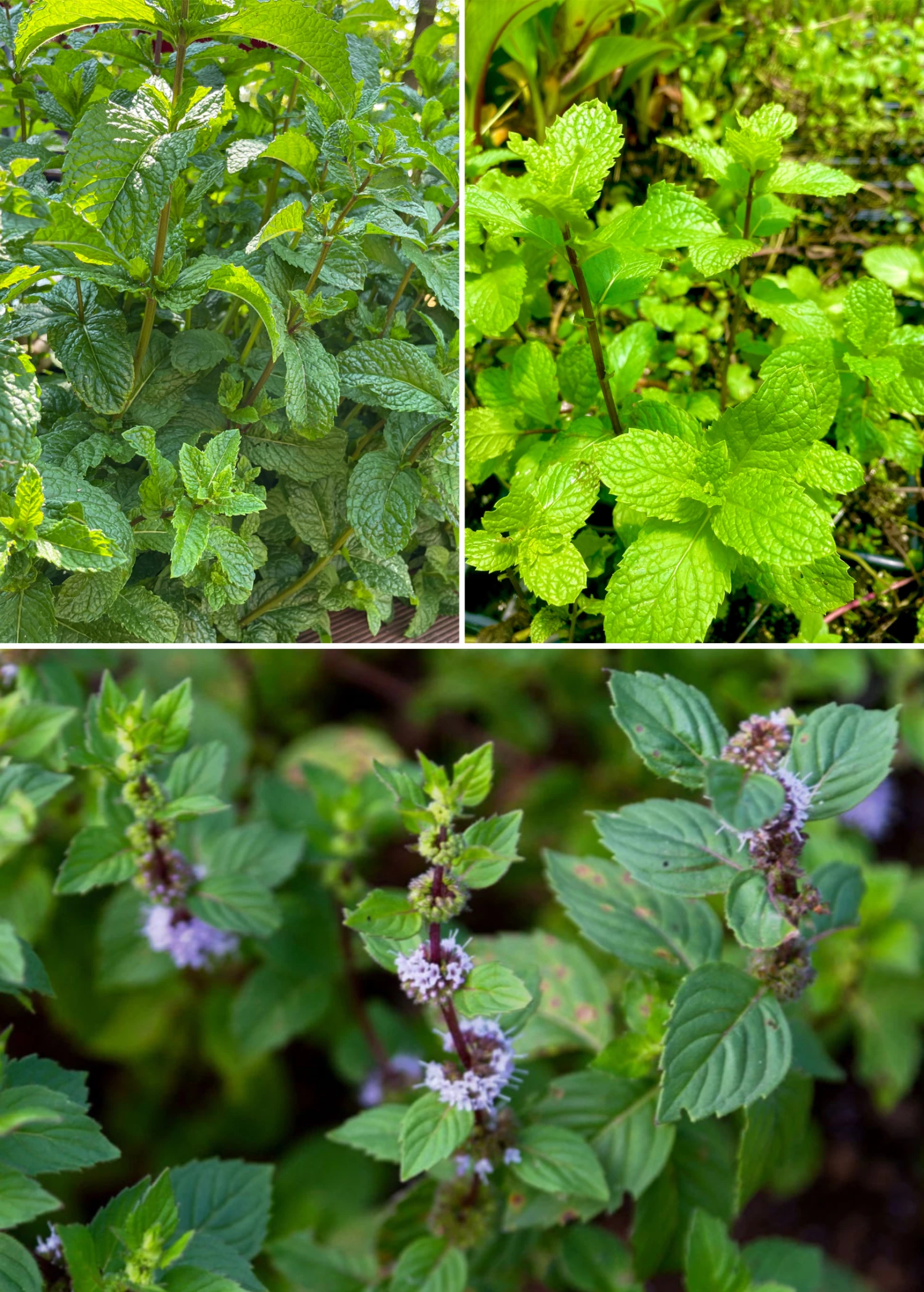 Mint Bundle: Vietnamese Mint, Moroccan Mint & Mojito Mint 1 Mint Bundle: Vietnamese Mint, Moroccan Mint & Mojito Mint