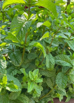 Moroccan Mint (Mentha Spicata) 9 Moroccan Mint (Mentha Spicata) -Hot Sale Sow Exotic Store MoraccanMintPlantsforSale SowExotic.com