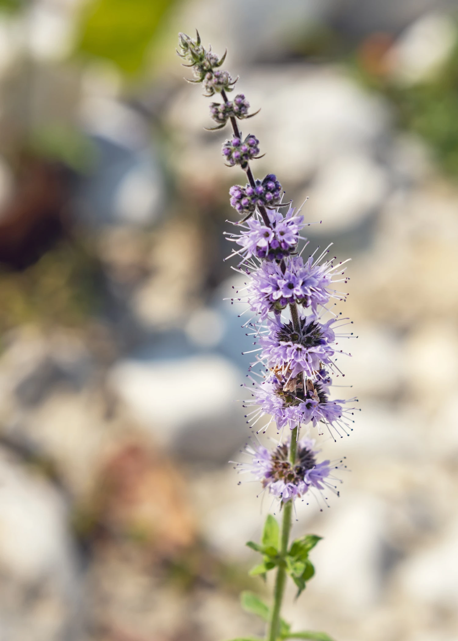 Moroccan Mint (Mentha Spicata) 4 Moroccan Mint (Mentha Spicata) - Image 4