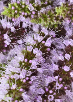 Moroccan Mint (Mentha Spicata) 7 Moroccan Mint (Mentha Spicata) -Hot Sale Sow Exotic Store MoraccanMintPlantsforSale SowExotic.com 2