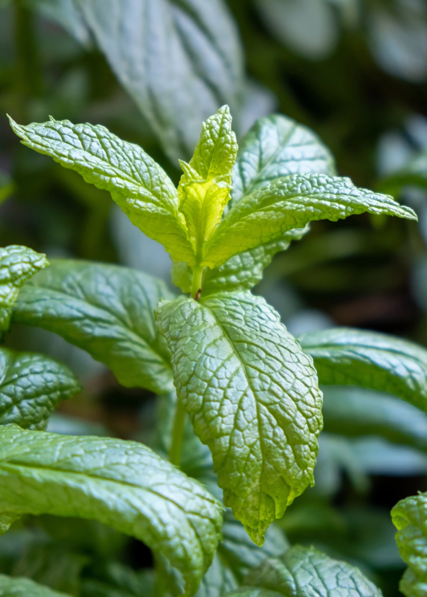 Moroccan Mint (Mentha Spicata) 1 Moroccan Mint (Mentha Spicata)