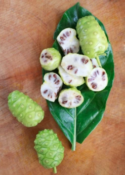 Noni (Morinda Citrifolia) -Hot Sale Sow Exotic Store Morindacitrifolianonifruittreeforsalesowexotic 1