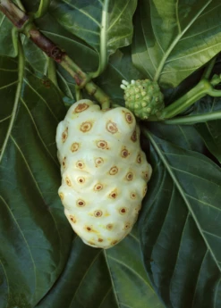 Noni (Morinda Citrifolia) -Hot Sale Sow Exotic Store Morindacitrifolianonifruittreeforsalesowexotic 2