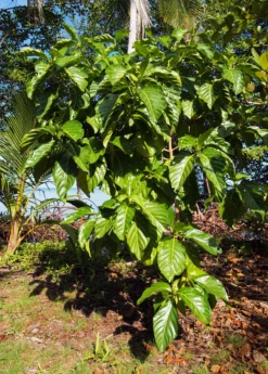 Noni (Morinda Citrifolia) -Hot Sale Sow Exotic Store Morindacitrifolianonifruittreeforsalesowexotic 5