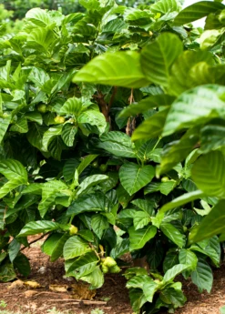 Noni (Morinda Citrifolia) -Hot Sale Sow Exotic Store Morindacitrifolianonifruittreeforsalesowexotic 7