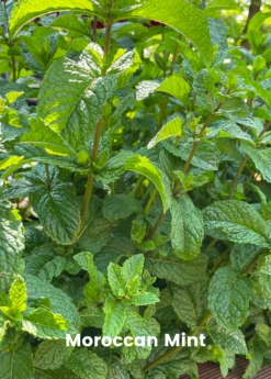 Mint Bundle: Vietnamese Mint, Moroccan Mint & Mojito Mint 6 Mint Bundle: Vietnamese Mint, Moroccan Mint & Mojito Mint -Hot Sale Sow Exotic Store MoroccanMintPlantsforSale SowExotic.com 16