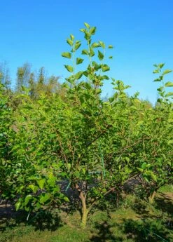 Mulberry 'Shangri La' (Morus Alba X Rubra) -Hot Sale Sow Exotic Store Mulberry Tree and Mulberry fruit