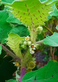 Lulo, Naranjilla (Solanum Quitoense) -Hot Sale Sow Exotic Store Naranjilla Solanum quitoense