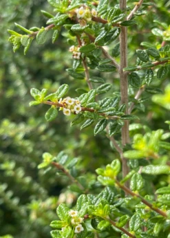 Moujean Tea, Bahama Berry (Nashia Inaguensis) 9 Moujean Tea, Bahama Berry (Nashia Inaguensis) -Hot Sale Sow Exotic Store Nashiainaguensissowexoticliveplantmoujeantea