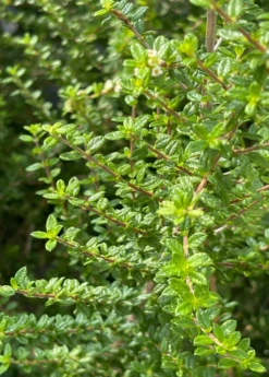 Moujean Tea, Bahama Berry (Nashia Inaguensis) 7 Moujean Tea, Bahama Berry (Nashia Inaguensis) -Hot Sale Sow Exotic Store Nashiainaguensissowexoticliveplantmoujeantea 1