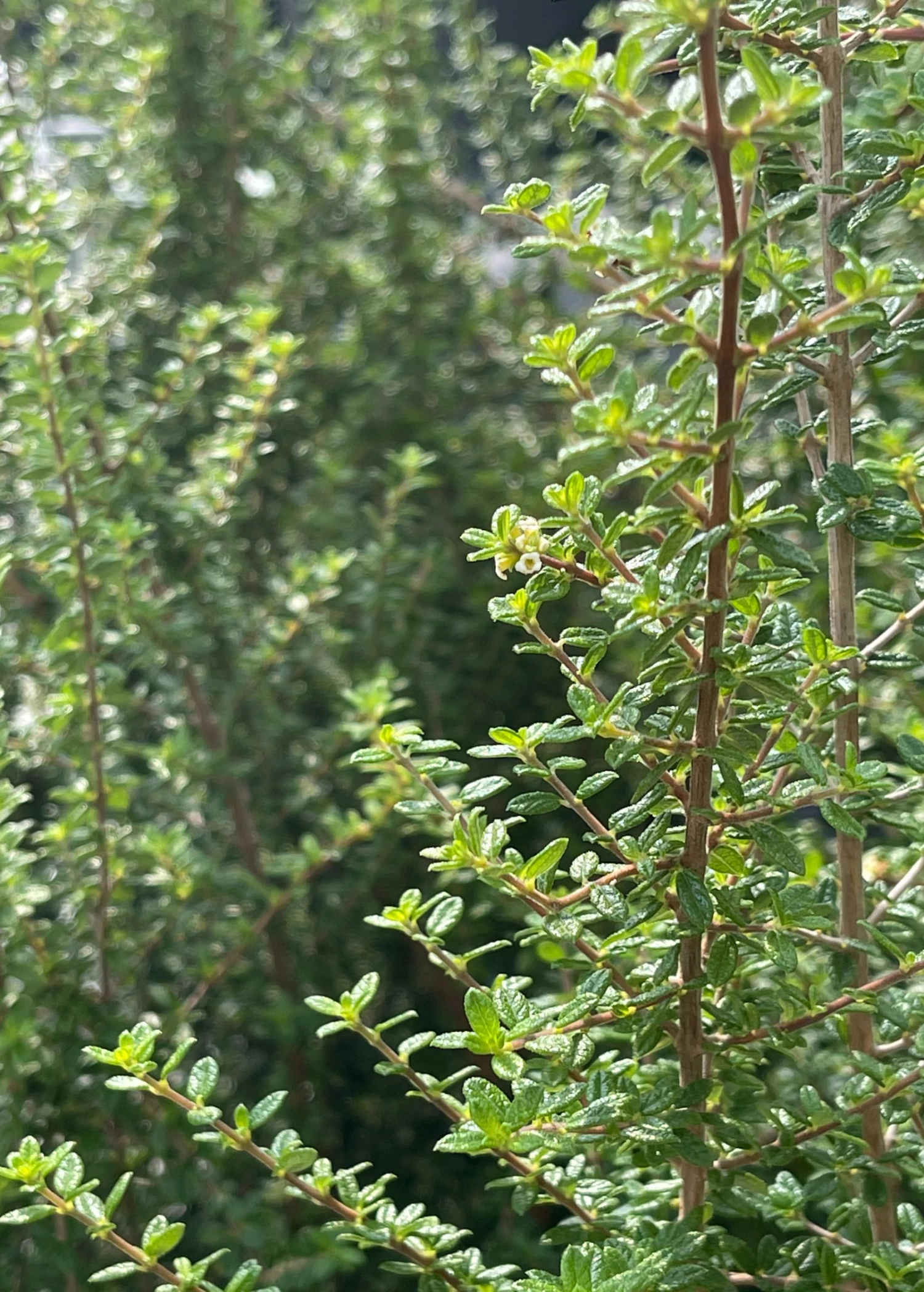 Moujean Tea, Bahama Berry (Nashia Inaguensis) 2 Moujean Tea, Bahama Berry (Nashia Inaguensis) - Image 2
