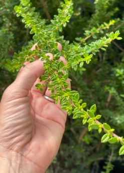 Moujean Tea, Bahama Berry (Nashia Inaguensis) 8 Moujean Tea, Bahama Berry (Nashia Inaguensis) -Hot Sale Sow Exotic Store Nashiainaguensissowexoticliveplantmoujeantea 4