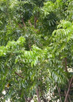 Neem Tree (Azadirachta Indica) -Hot Sale Sow Exotic Store Neem Sow Exotic Plant Nursery 2