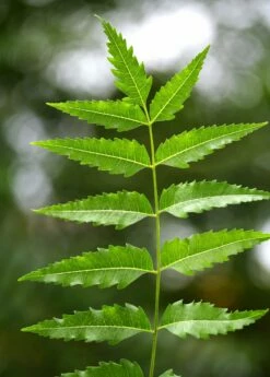 Neem Tree (Azadirachta Indica) -Hot Sale Sow Exotic Store Neem leaf Azadirachta indica