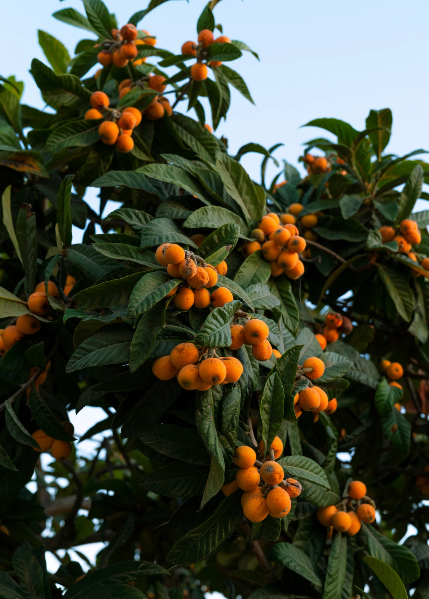 Loquat 'Italy' (Eriobotrya Japonica) 1 Loquat 'Italy' (Eriobotrya Japonica)