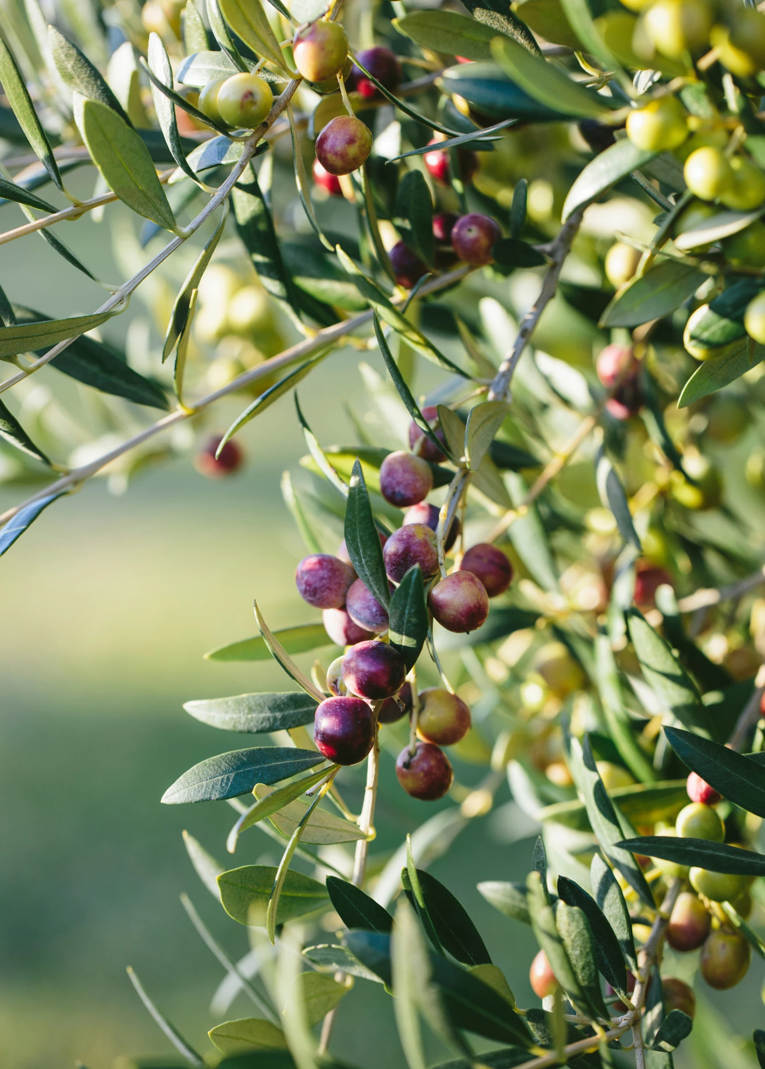 Olive 'Arbequina' (Olea Europea) 1 Olive 'Arbequina' (Olea Europea)