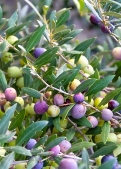 Olive 'Arbequina' (Olea Europea) 10 Olive 'Arbequina' (Olea Europea) -Hot Sale Sow Exotic Store Olive Arbequina Oleaeuropea liveplantforsalesowexotic 1