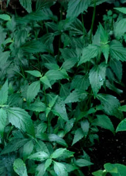 Java Tea (Orthosiphon Stamineus) -Hot Sale Sow Exotic Store Orthosiphon stamineus java tea medicinal herb 3