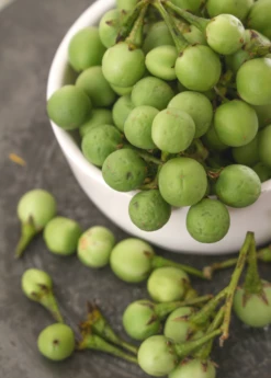Pea Eggplant (Solanum Torvum)