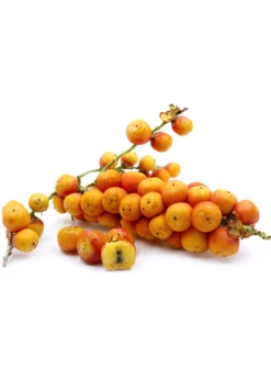 Jelly Palm (Butia Capitata) -Hot Sale Sow Exotic Store Pindo Palm fruit white background