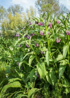 Comfrey (Symphytum Uplandicum) 7 Comfrey (Symphytum Uplandicum) -Hot Sale Sow Exotic Store Pink And Purple Blooming Common Comfrey Plants From Close