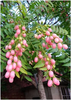 Pink Wampee (Clausena Excavata) -Hot Sale Sow Exotic Store Pink Wampee Fruits
