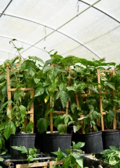 Passion Fruit Vine ‘Purple Possum’ (Passiflora Edulis) 7 Passion Fruit Vine ‘Purple Possum’ (Passiflora Edulis) -Hot Sale Sow Exotic Store Purplepassionfruit