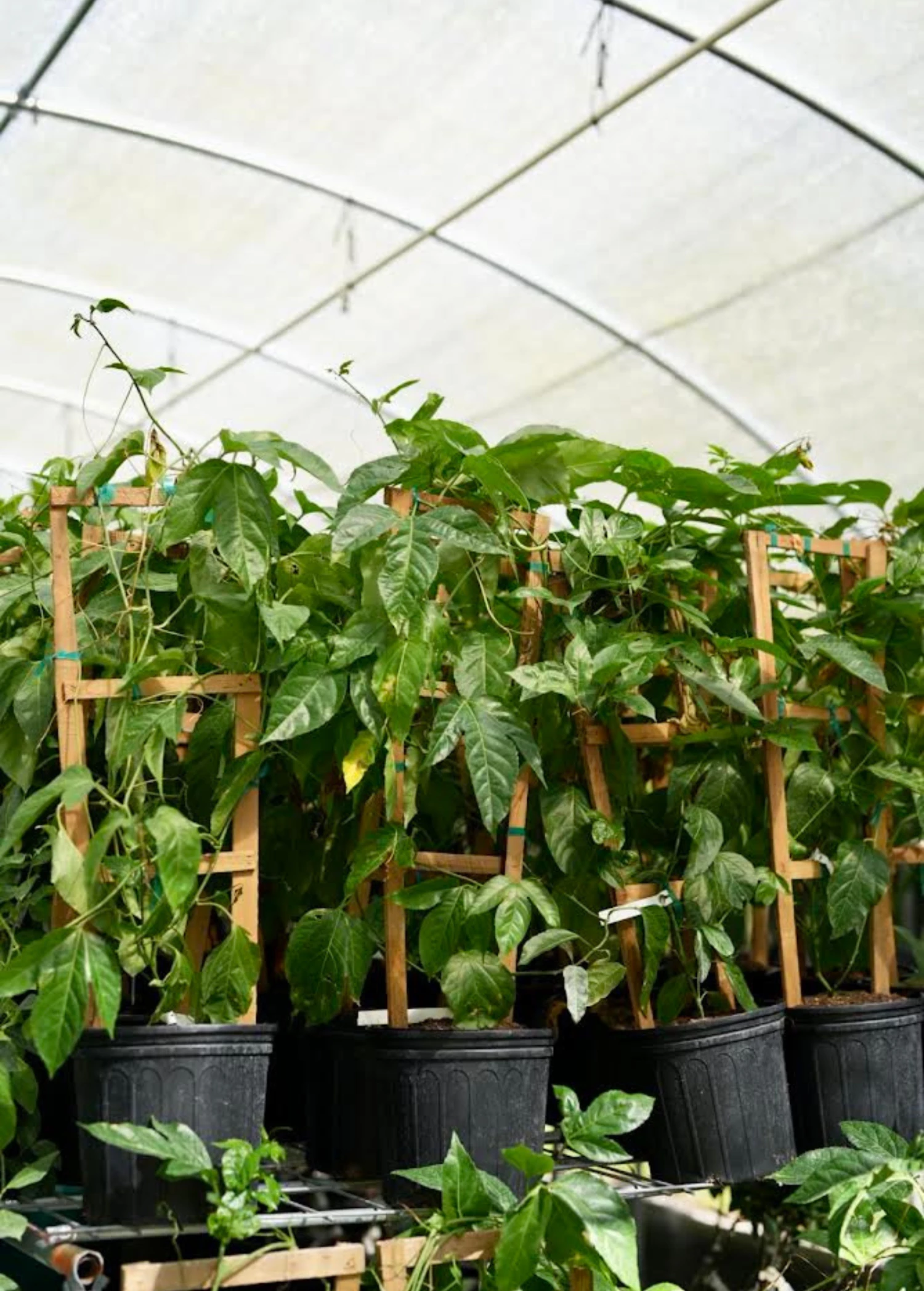 Passion Fruit Vine ‘Purple Possum’ (Passiflora Edulis) 4 Passion Fruit Vine ‘Purple Possum’ (Passiflora Edulis) - Image 4